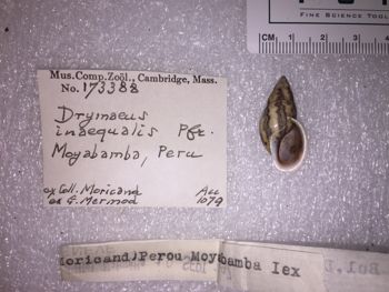 Media type: image; Malacology 173388 Description: 173388_Drymaeus_inaequalis image;